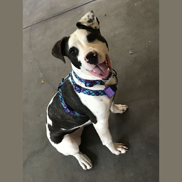 Photo of **On Trial** Stella