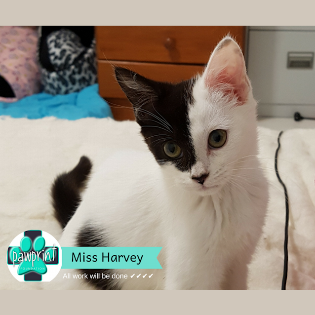 Photo of Miss Harvey