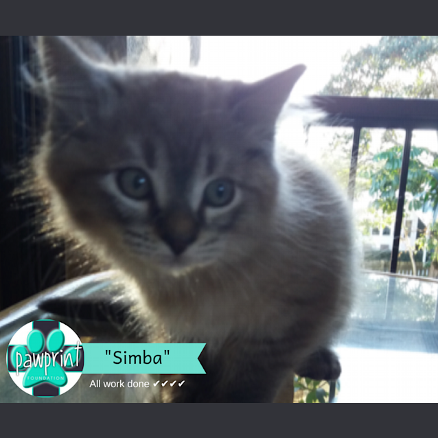 Photo of Simba