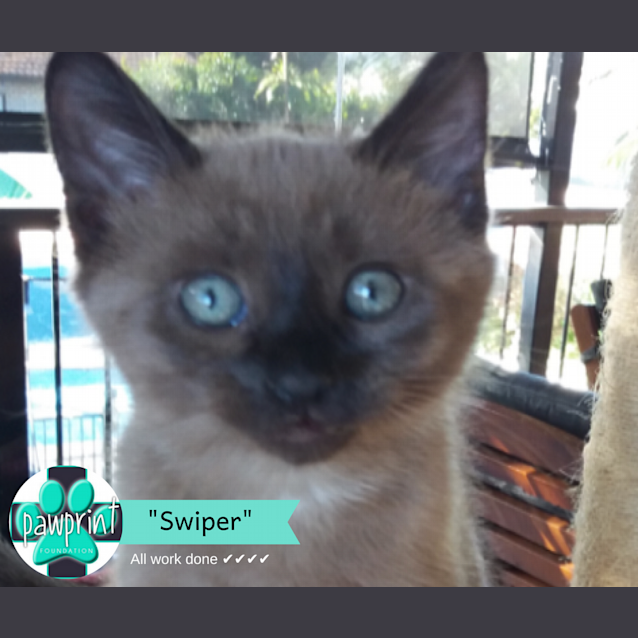 Photo of Swiper