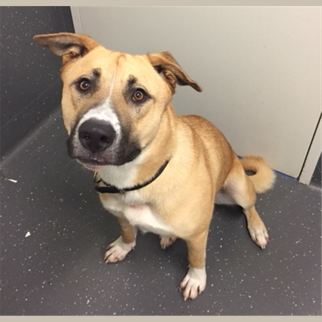 Photo of Buddy