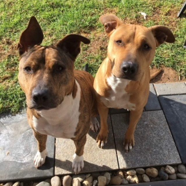 Photo of Coco (& Roxy)