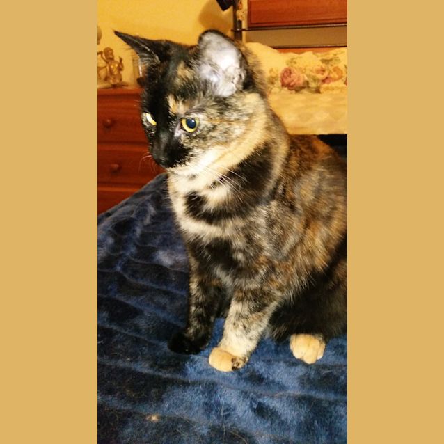 Photo of Lucy (To Be Adopted With Desi ) 