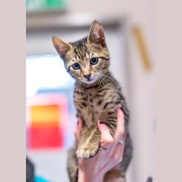 Photo of Wonton