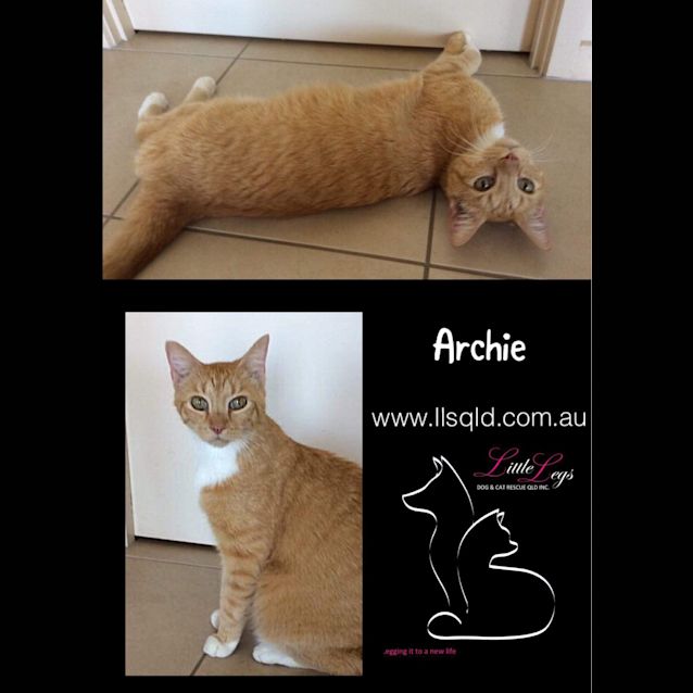 Photo of Archie 