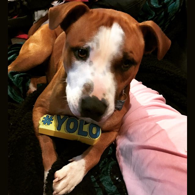 Photo of Hank 