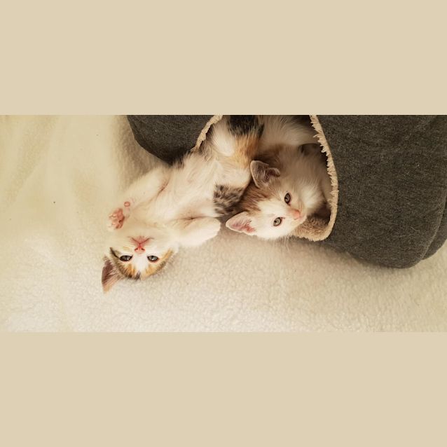 Photo of Wanda 