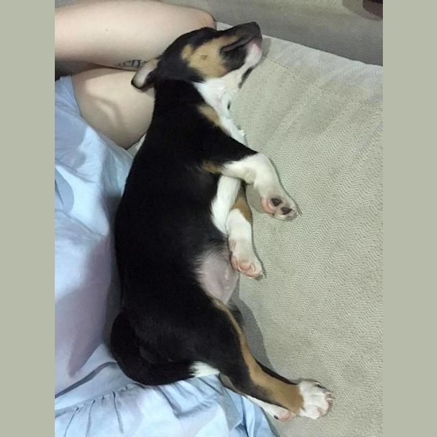 Photo of Caesar
