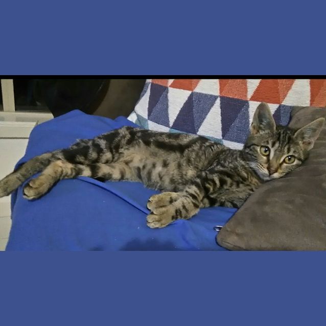 Photo of Jester