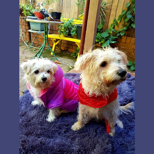 Photo of Scooby And Patches