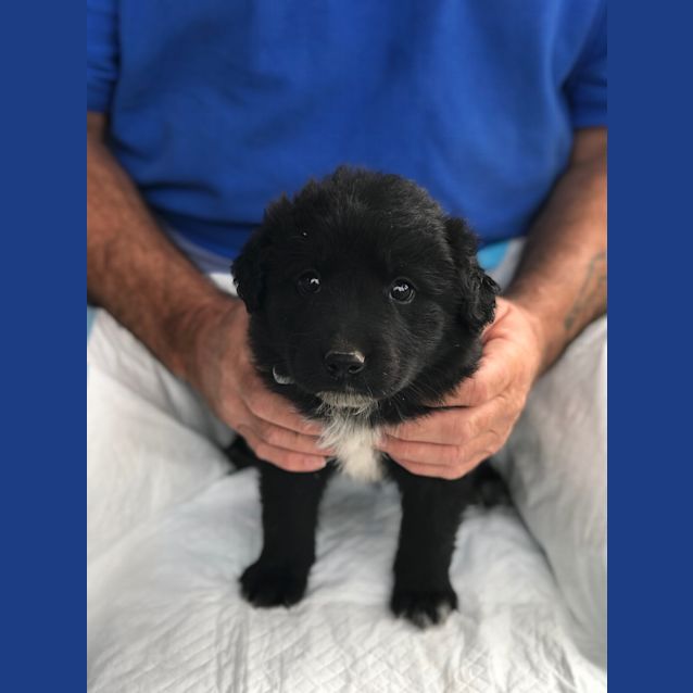 Photo of Dolly 
