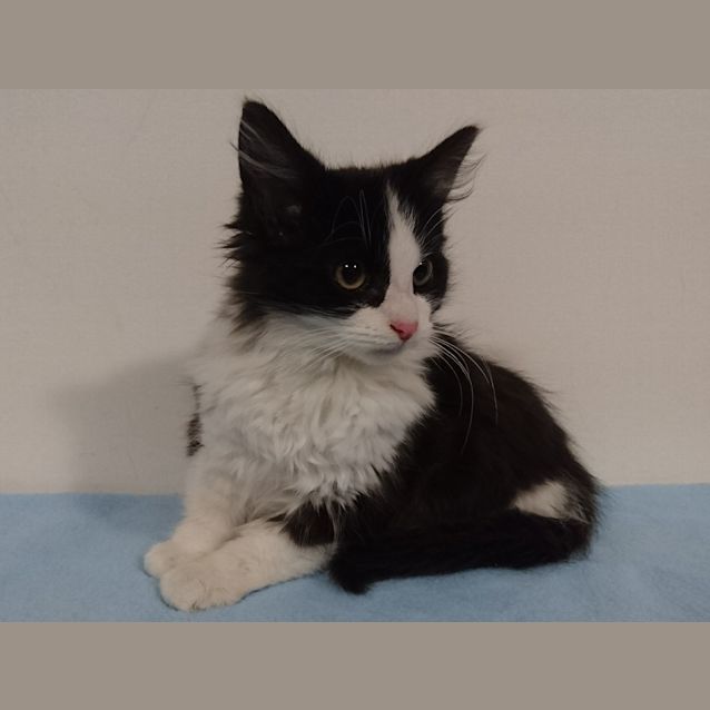 Photo of Claudius 
