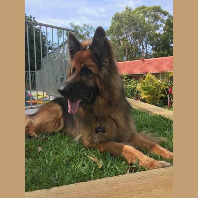 Photo of Simba