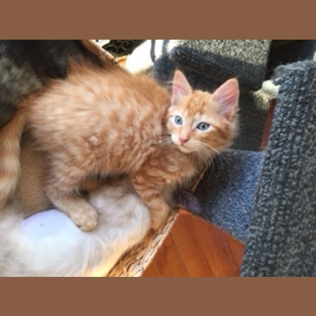Photo of Hank ^^Dandy Cat Rescue^^