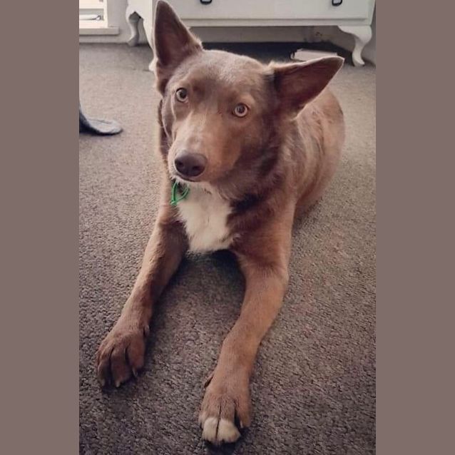 Photo of Charlie Girl