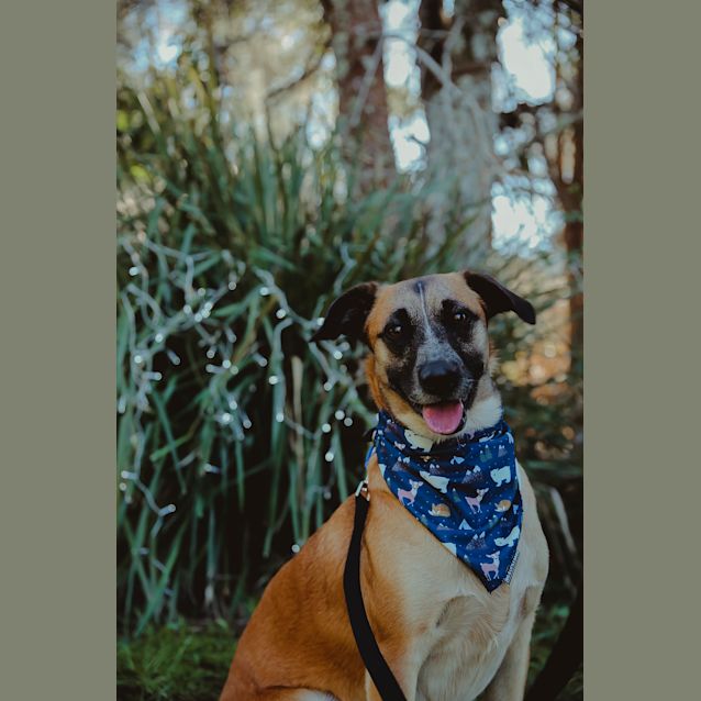 Photo of Reef ~ Retreiver X Boxer X Staff (On Trial 30/8/18