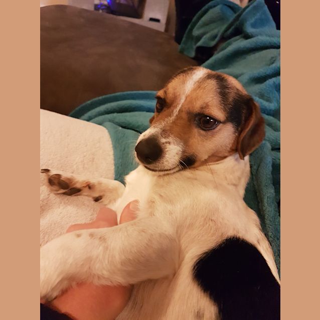 Photo of Sparky