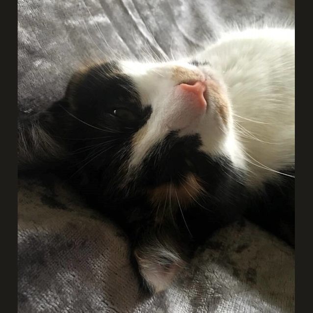 Photo of Amber **2nd Chance Cat Rescue**