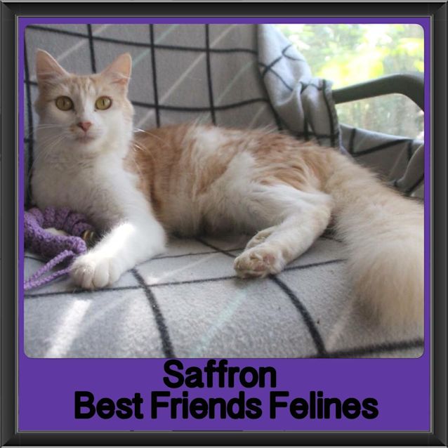 Photo of Saffron 