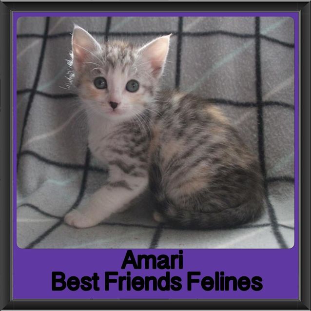Photo of Amari 
