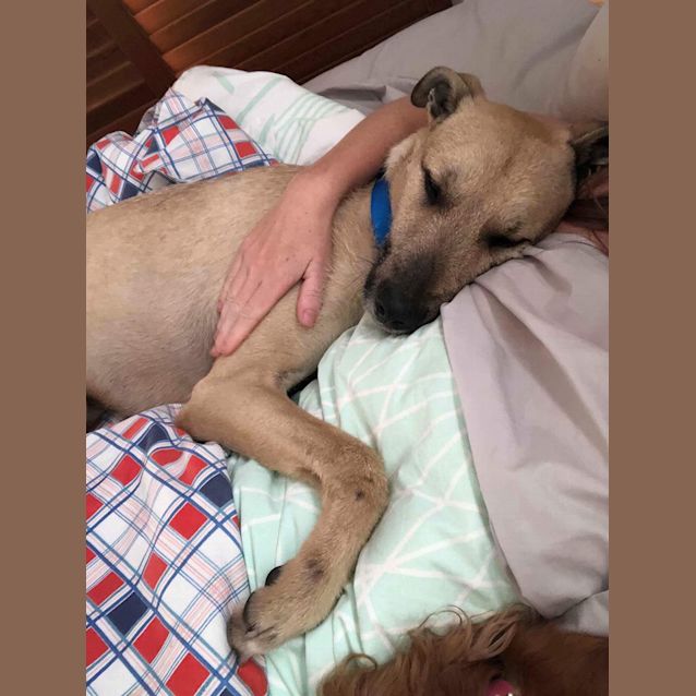 Photo of Sunny *Adoption Pending*