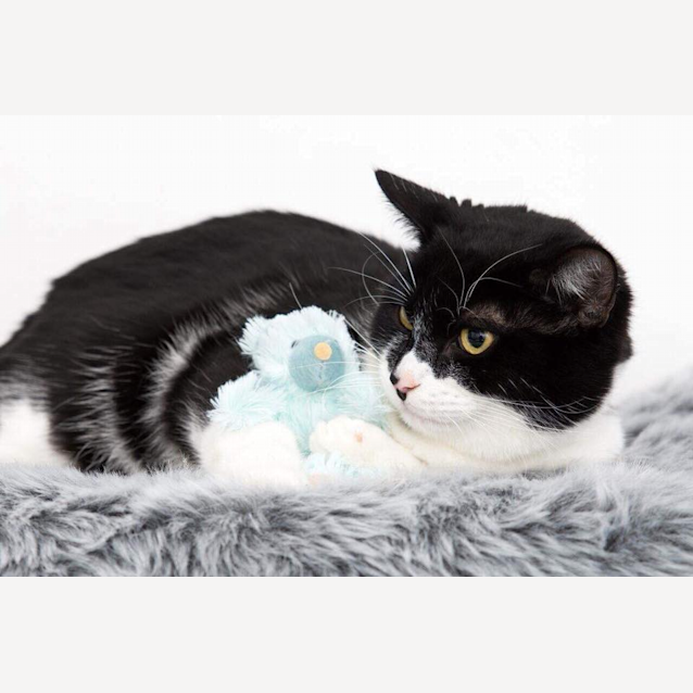 Photo of Ac0835   Mowgli