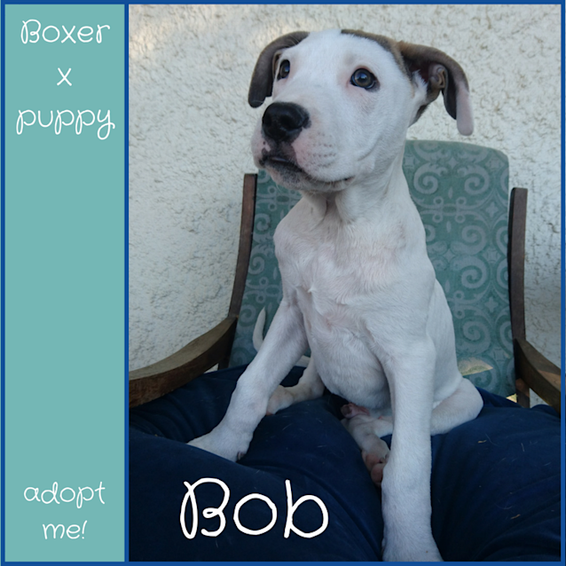 Photo of Bob ~ Boxer X (On Trial 11/8/18)