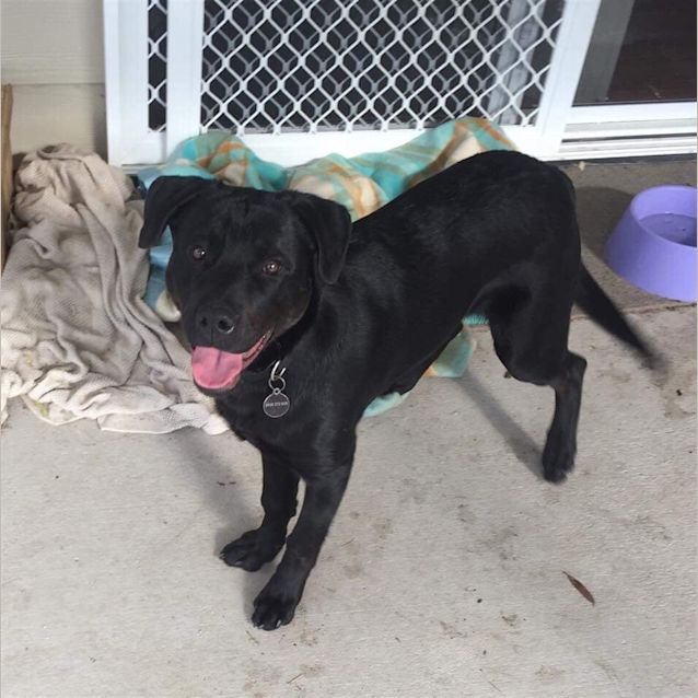 Photo of Sarge