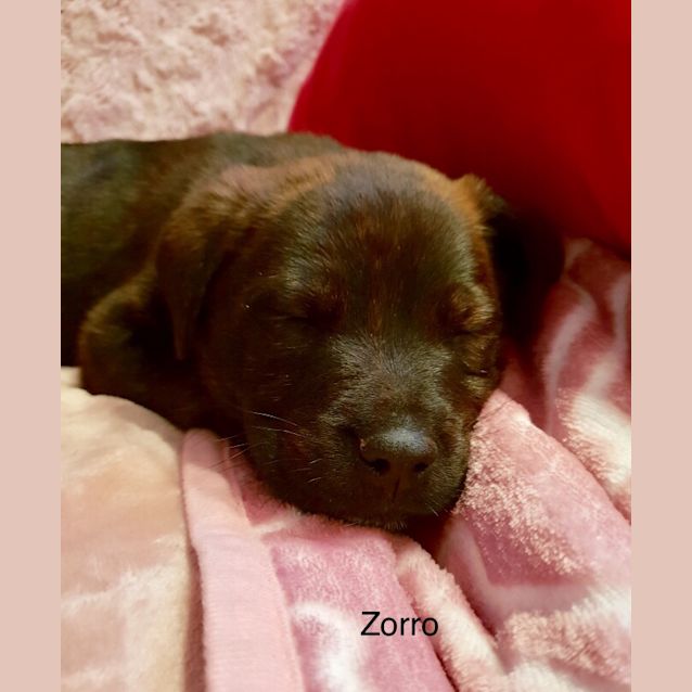 Photo of Zorro ** Divine Natured Boy **