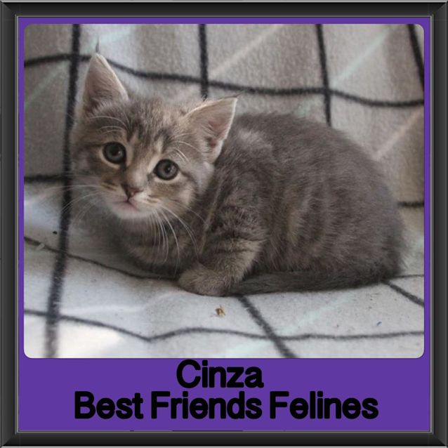 Photo of Cinza 