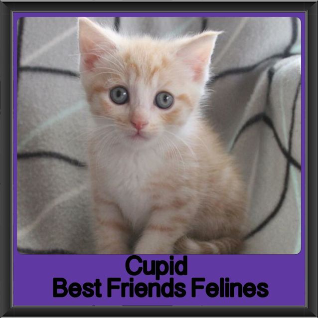 Photo of Cupid 