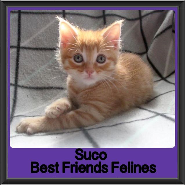 Photo of Suco 