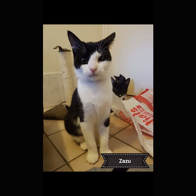 Photo of Zazu