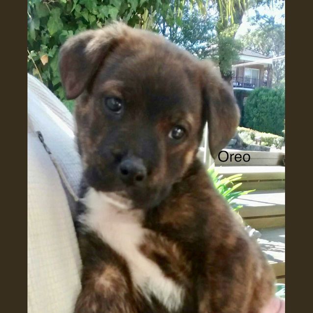 Photo of Oreo ** A Real Gem Puppy  **