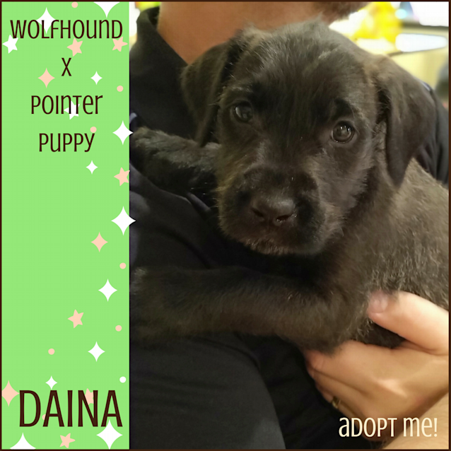 Photo of Daina ~ Wolfhound X Pointer (On Trial 4/8/18)