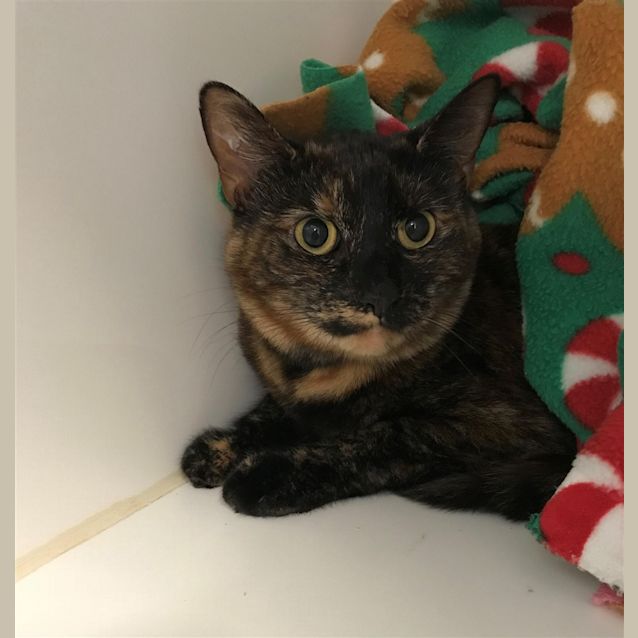 Photo of Jellybean
