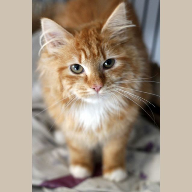 Photo of Butterscotch