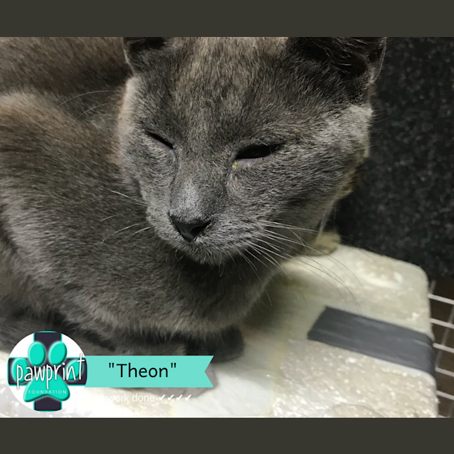 Photo of Theon Grey Boy