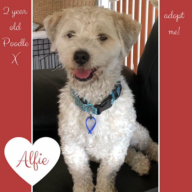 Photo of Alfie ~ Poodle X (On Trial 3/8/2018)