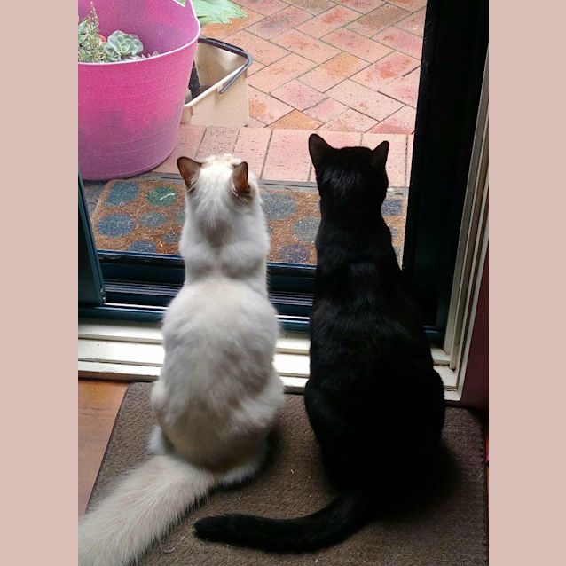Photo of Little Seven The Sweet Ragdoll Princess Cat!