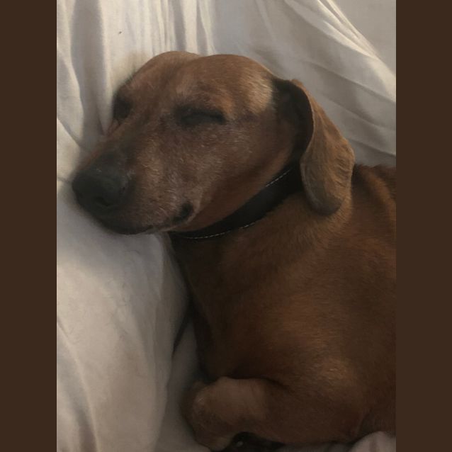 Photo of Jock 
