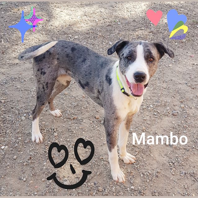 Photo of Mambo (090718)