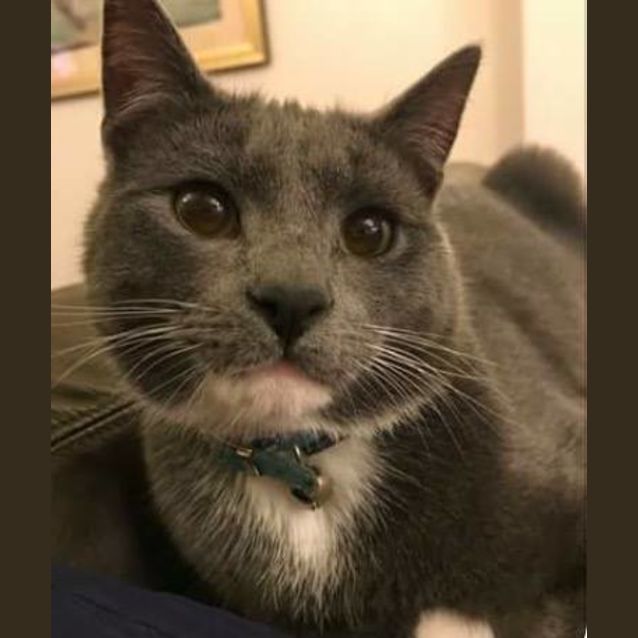 Photo of Otto *Must Be Rehomed With Olaf*