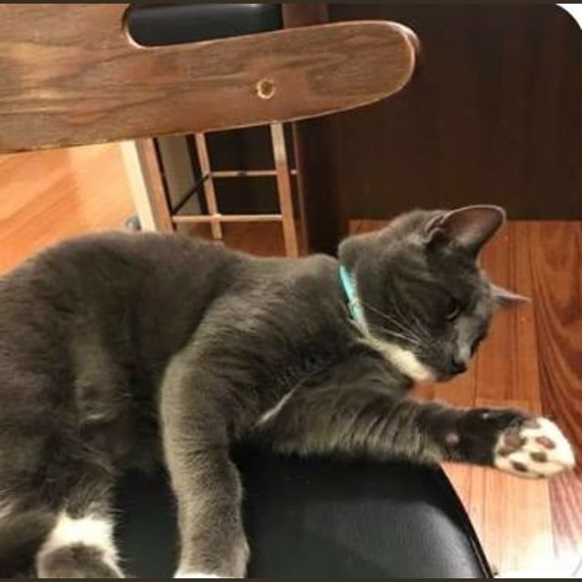 Photo of Olaf  *Must Be Rehomed With Otto*