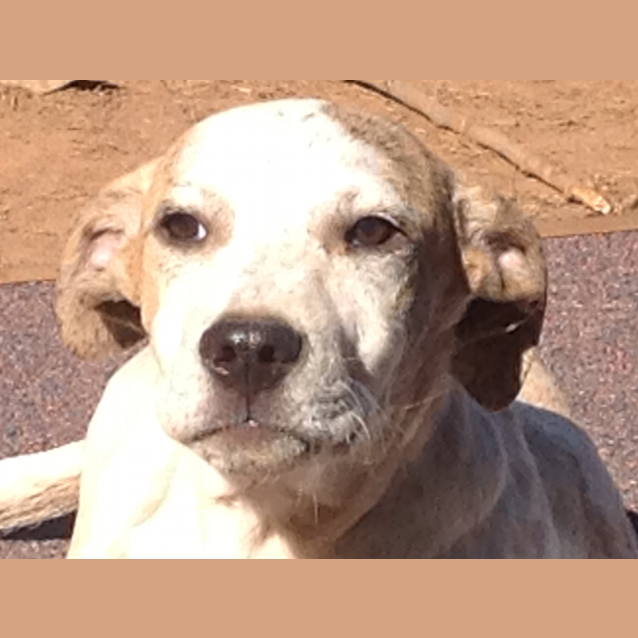 Photo of Harley