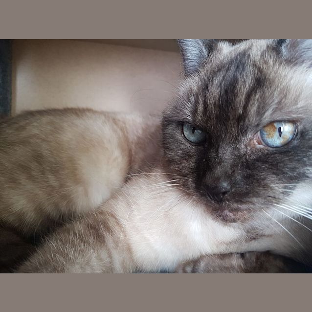 Photo of Gypsy