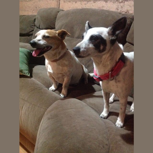 Photo of Bandit And Toby