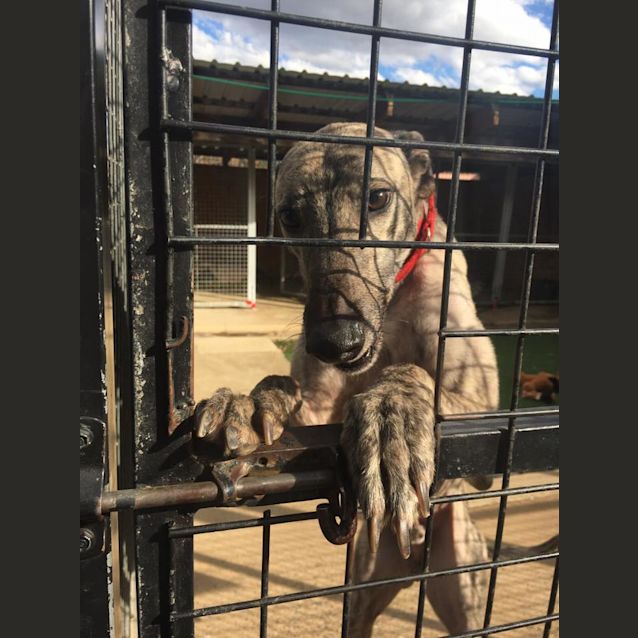 Photo of Johnnie (In Foster)