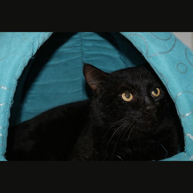 Photo of Bagheera Sta002756