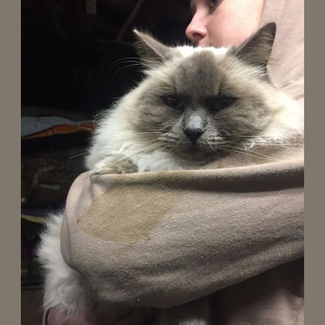 Photo of Rufus 